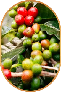 Chlorogenic Acid ingredient used in LivPure